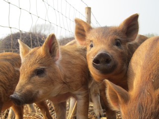 Piglets
