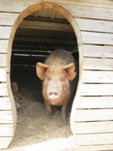 Pig chalet
