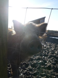 Inquisitive Iron Age pig