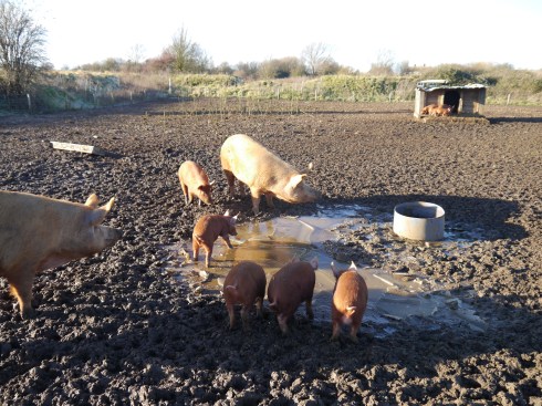 "Hmmm...ice cold water.  Did we order that?"