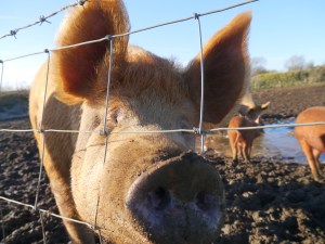 This friendly Tamworth mum just loves to say hello and get some attention