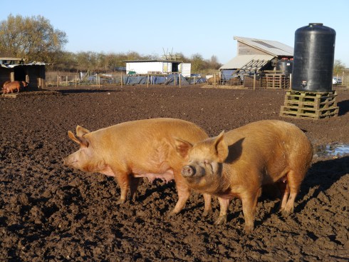 A couple of our Tamworth ladies