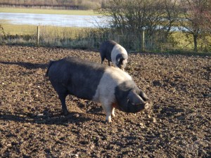 Our Saddleback ladies doing their own thing