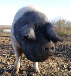 One of our smiley Saddleback