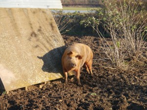 Having a goooood scratch!