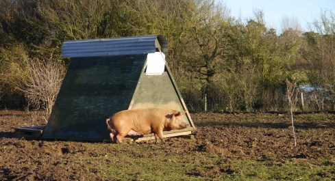 Our pig arks provide a rather convenient scratching post for those hard to reach places!
