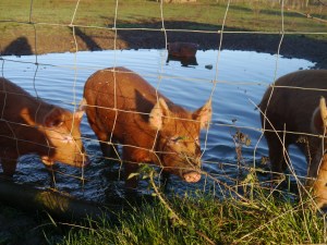 Water pigs