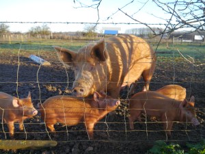 Big mama pig with babies