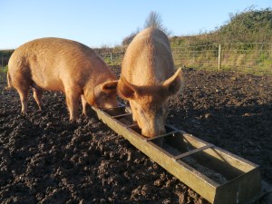 Happy pigs feasting on breakfast!