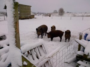 Good job these guys have thick coats!