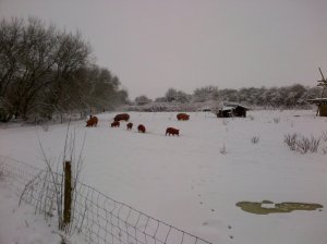 Pigs in the snow!