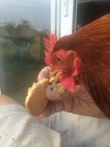 And dont mind the odd biscuit!