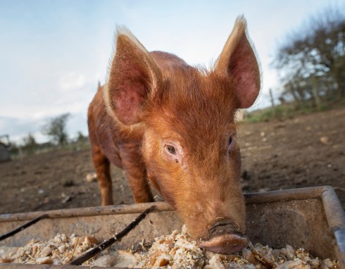 Whyte Wytch Artisan Cheese